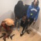 Turtle - Cj6ix lyrics
