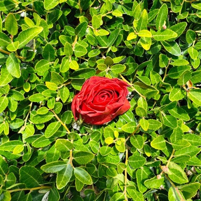 Coming Down from the Mountain (feat. James Kerridge) - Single