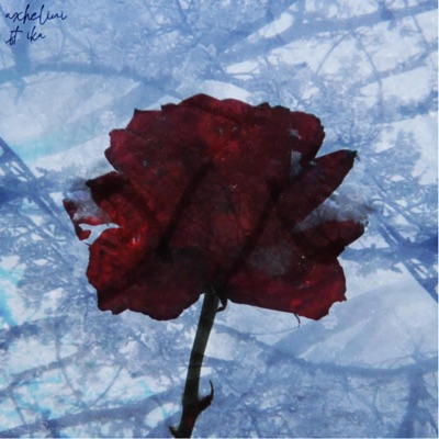 rose (feat. solr) - Single