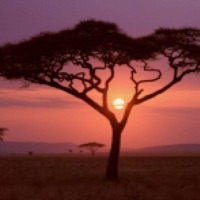 safari (feat. tmpkota) - Single - hazee