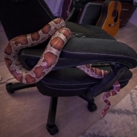 sädekehä - Single - Tokyo.ride999