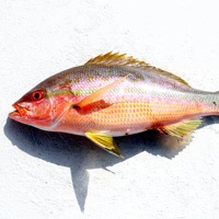 Kaji - Single - OXIS