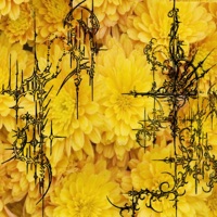 Chryzantemy Złociste (Trap Mix) - Single - Stock Wudeczka