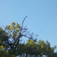 THES - Single - KILL GOOBER