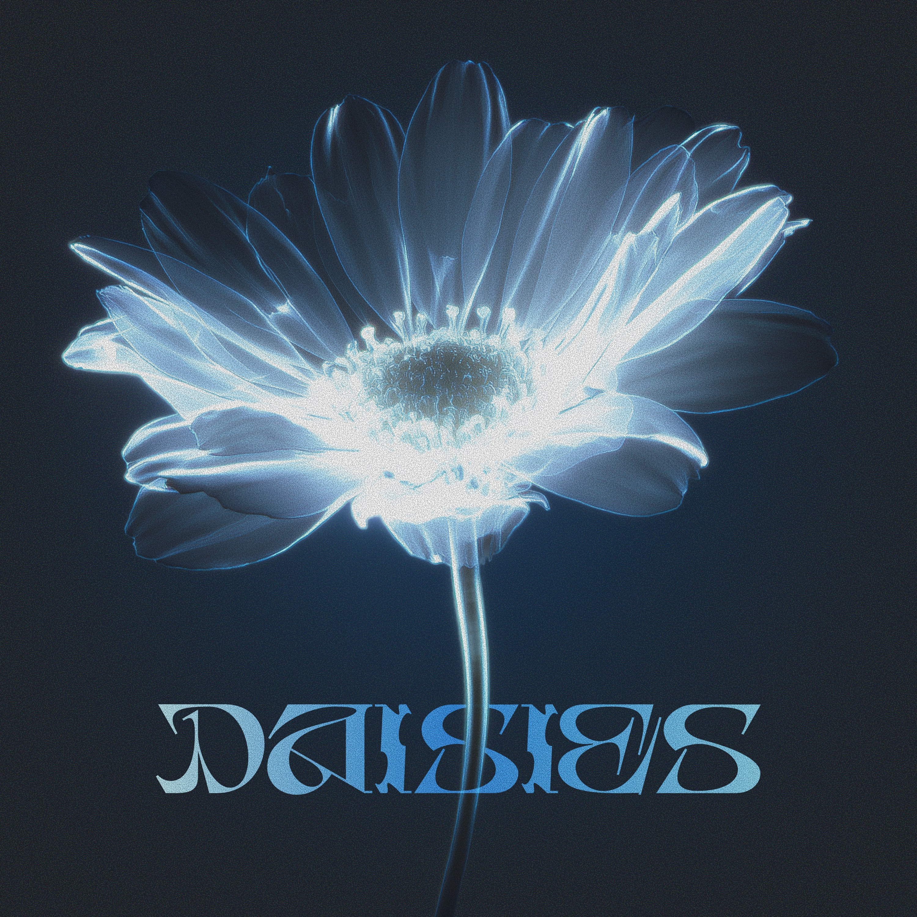 Daisies - Single