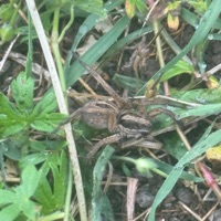 regret - Single - GONEFUBAR