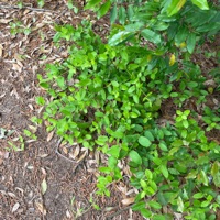 pizza (feat. kidracks & lxstk1) - Single - ionshopatsaks exclusives