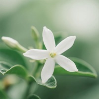 Hancur Hari Bangkit - Single - Young Ren