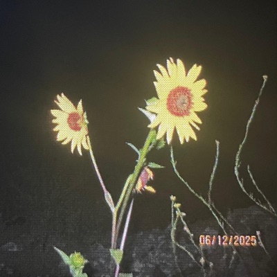 losingmymind (feat. sunflwrsxo) - Single