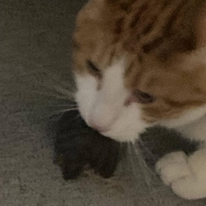 my boy's got rabies - Single