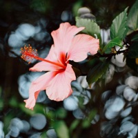 Hibiscus - Single - Nazibrola