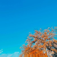 Fall - Single - Swat