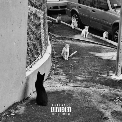 Curiosity Killed The Cat