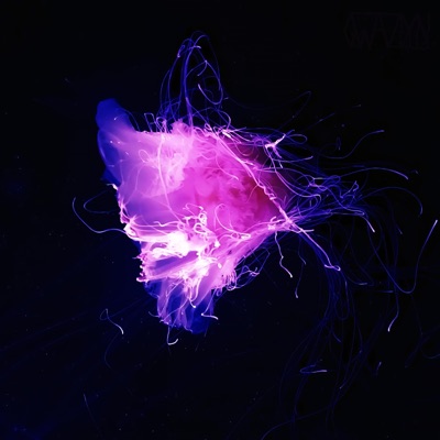 Paradise Nowhere - Single