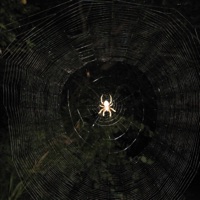 Arachnid - Single - Dante