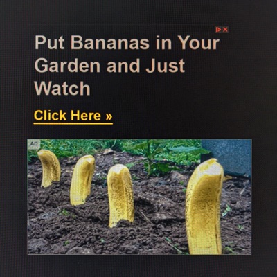 Put Bananas in Your Garden and Just Watch! - EP