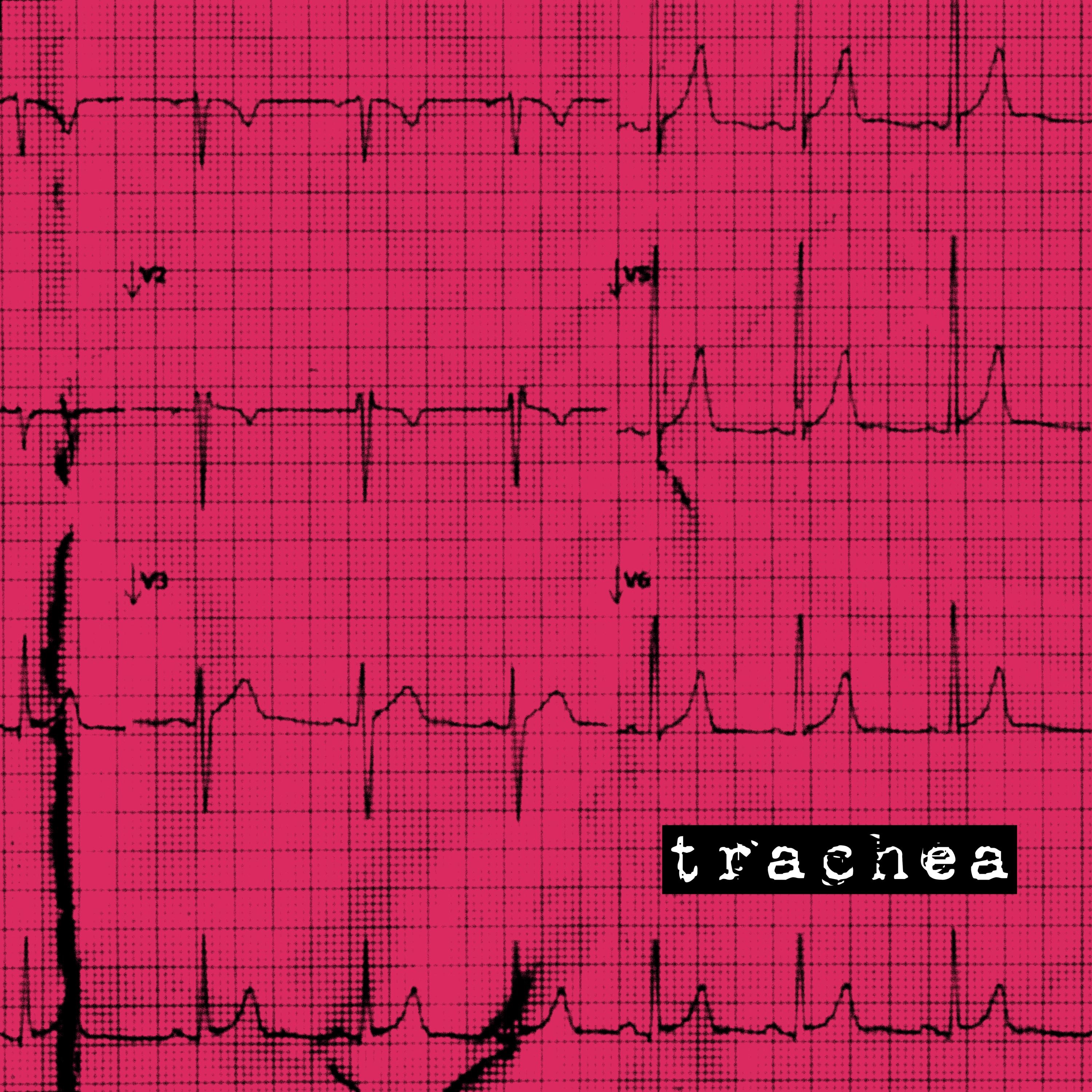 Trachea - Single