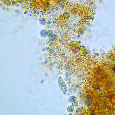 Delta Printer - Single