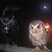 Miss Codeine (feat. xanixan) - Single - wastinng