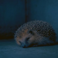 Hedgehog's Dilemma - EP - Slaede