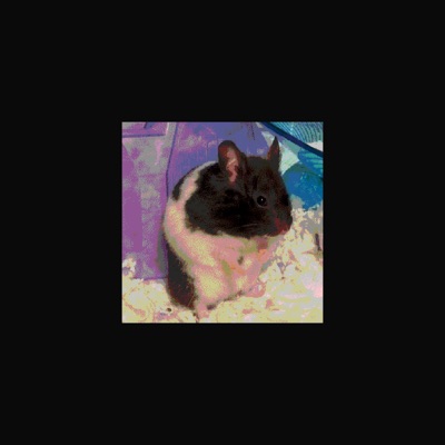 Peanut Butter Jammy Sammy - Single