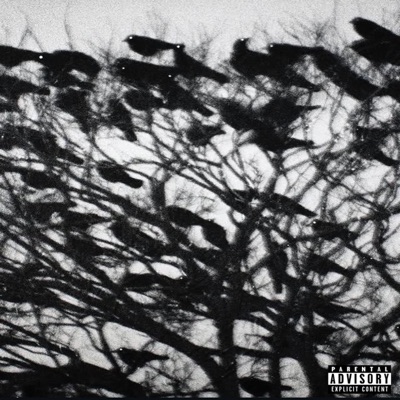 murmuration