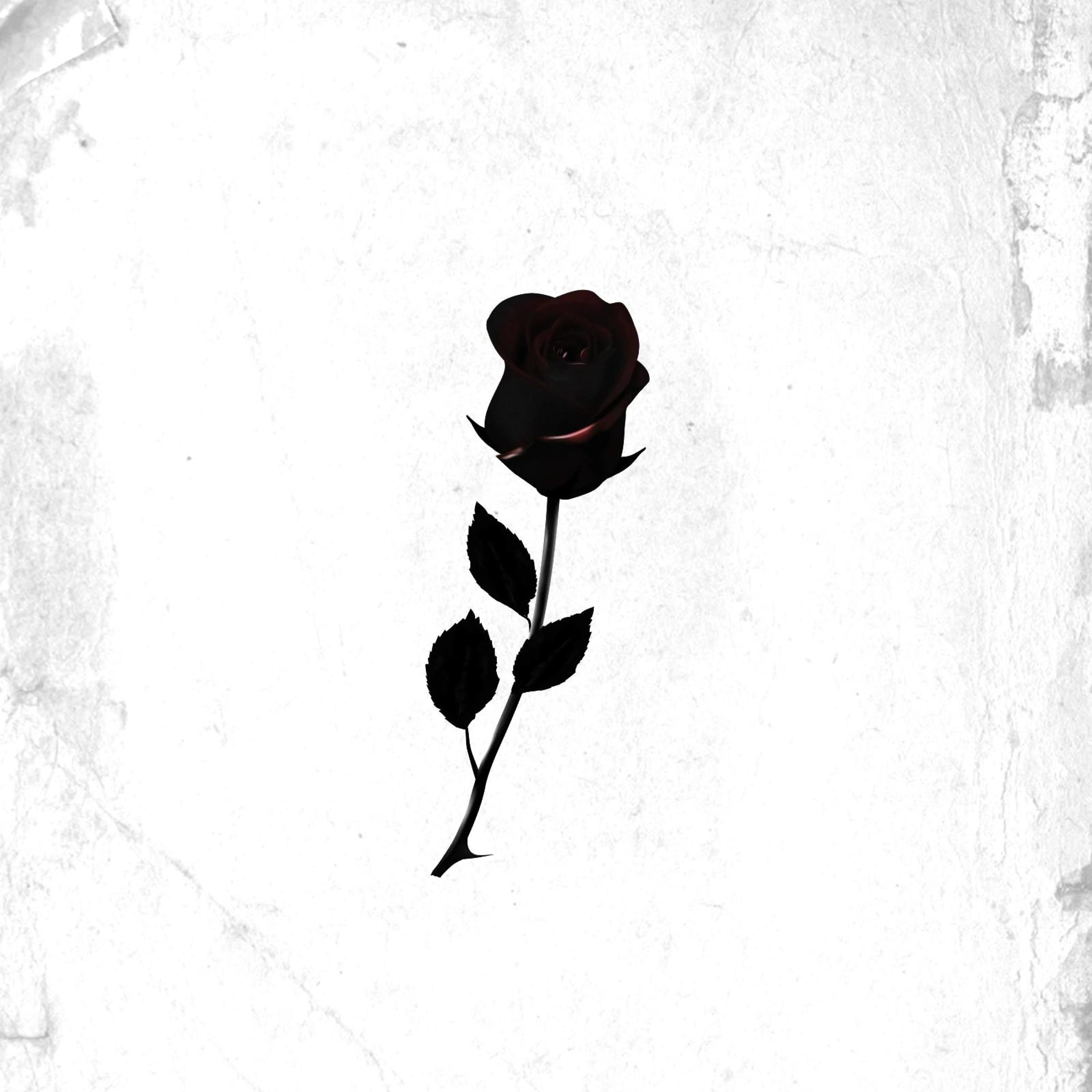 Phone | Text | Socials