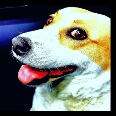 The Cursed Dog - Single