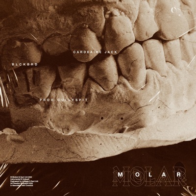 MOLAR - Single