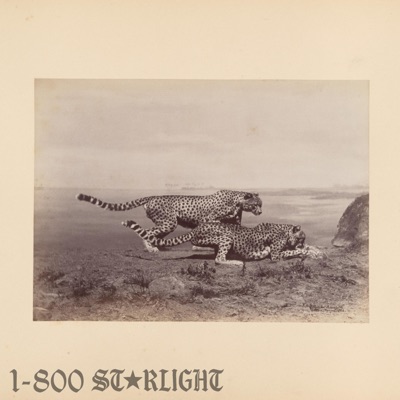 Starlight (1-800 GIRLS Remix) - Single
