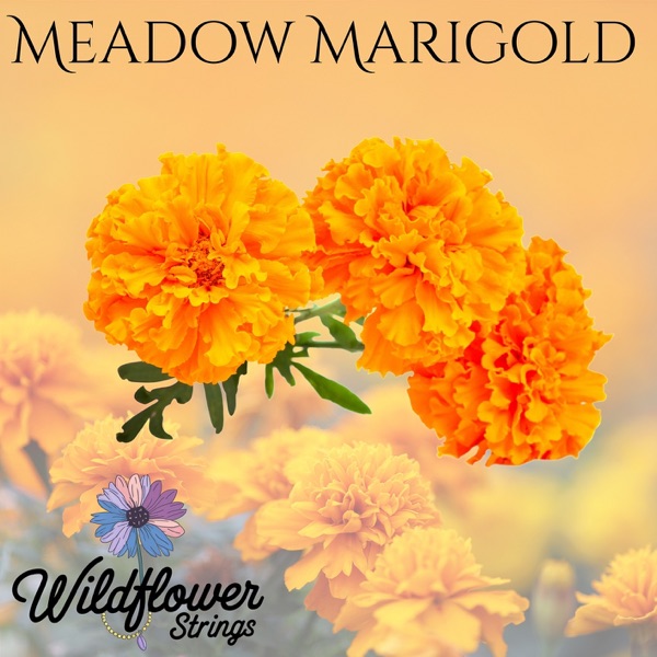 Meadow Marigold