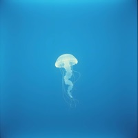 YourDopeTherrapy — Meduza: тексты песен, клипы и концерты