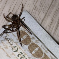 RINSE - Single - Sekizo