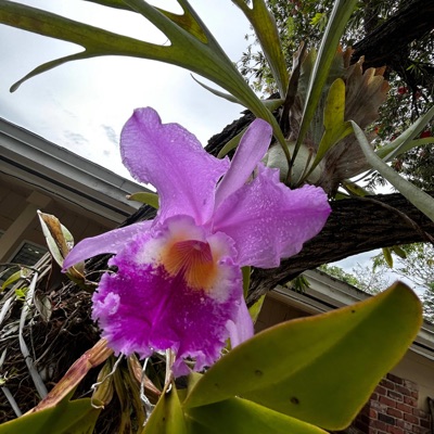 Cimmeron Drive - Single