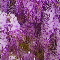 Wisteria - Single - Fleur Amiette & wavetearz