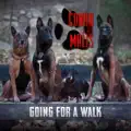 Chasing the Cats