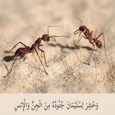 Only For Muslims - وَحُشِرَ لسُلَيْمَان جُنُودُه مِن الجِن وَالْإِنسِ