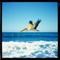 The Flapping Pelican - Singy Dingy lyrics