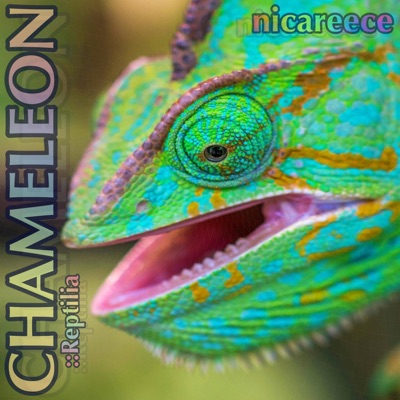 Chameleon :: Reptilia