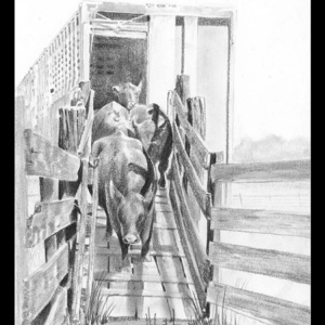 Cattle man walk - Single