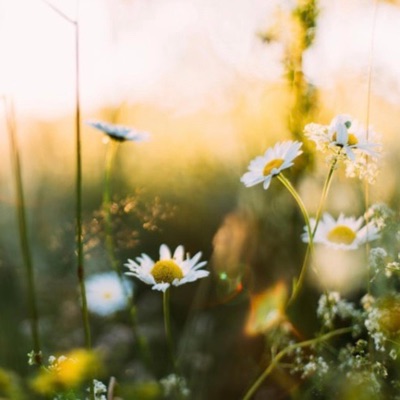 Growing Gardens - Single