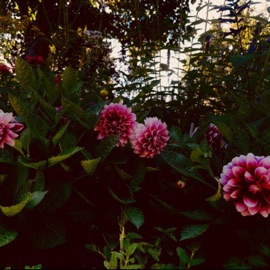 SECRETS UNDER WILLOW (feat. AJ Cooper) Rokjaw