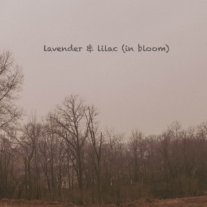 lavender & lilac (in bloom) - Single