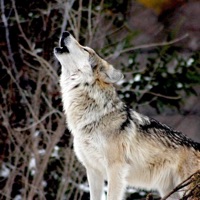 Wolf - Single - Rahdoh