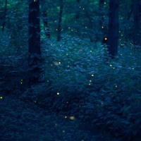 Firefly - Single - Siris Kent