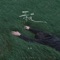 青花(恍恍惚惚 已经隔世)