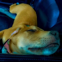 Wingardium - The Dutchmaster