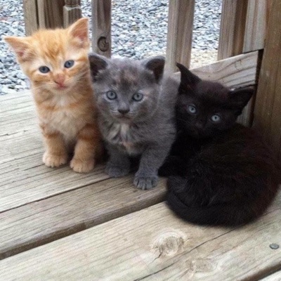 risk! (feat. R0S3! & coffin candy) - Single