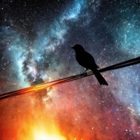 Bird On a Wire - Single - King Ceaser