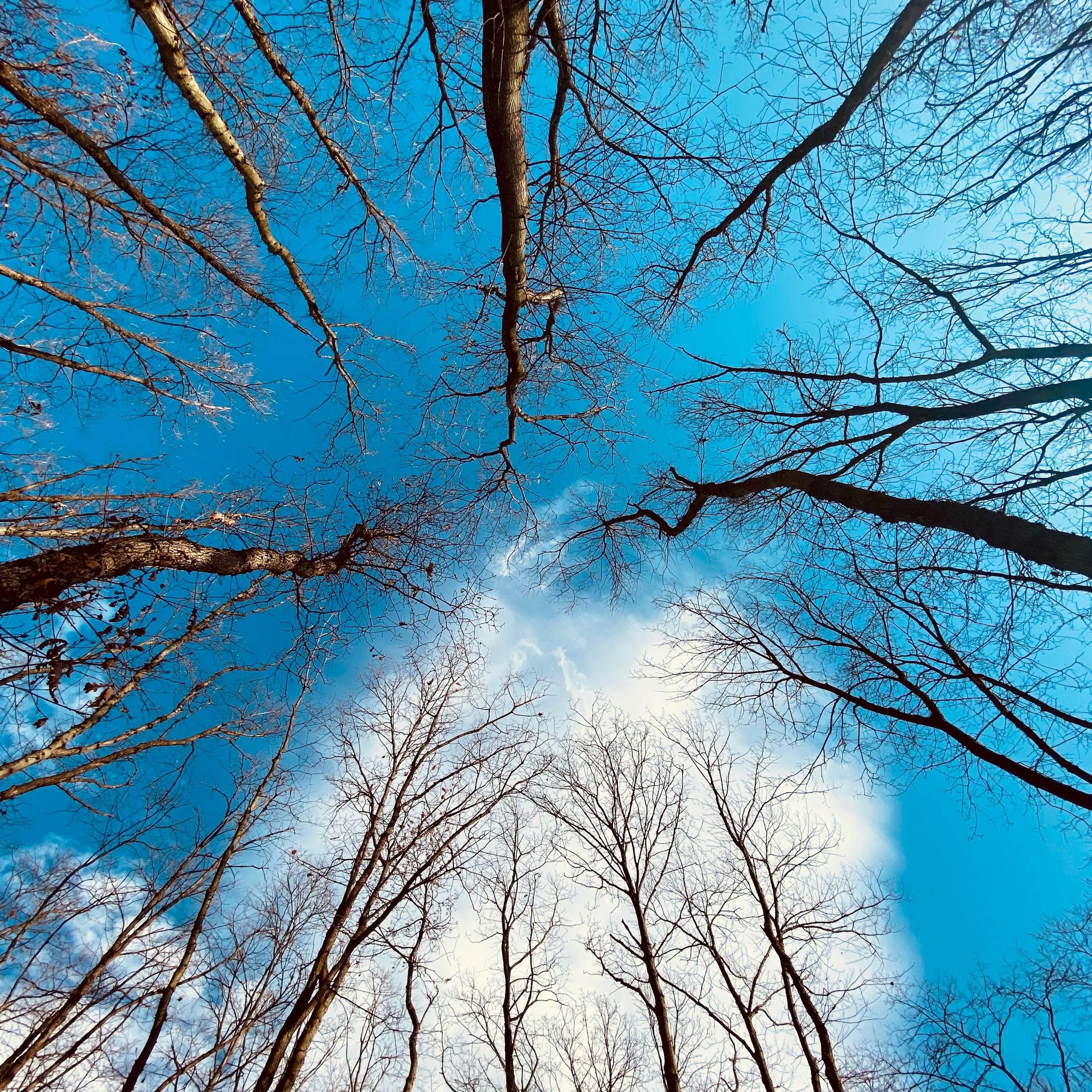 Ciego Bartimeo - Single